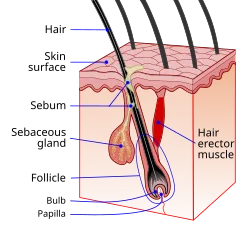 Understanding Hair Structure and Damage