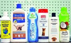 Guia dos melhores champôs para cães com pele sensível