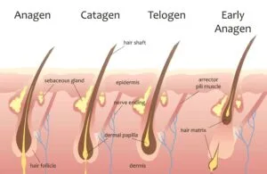 Shampooing pour favoriser la pousse des cheveux Un point de vue scientifique