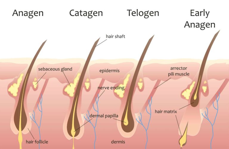 Shampoo to Help Hair Grow A Scientific Perspective