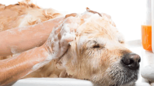 How to Choose the Right Dry Shampoo for Your Dog